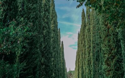 La mia visione professionale: la psicologia positiva